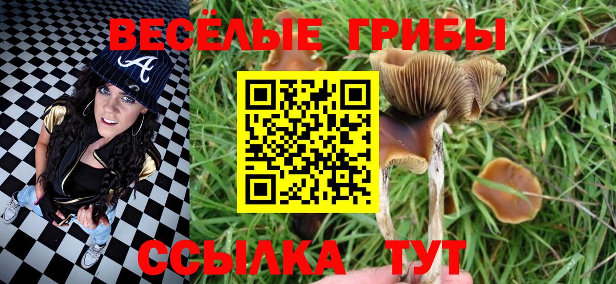 наркотики  Галлюциногенные грибы Psilocybine cubensis  Вход с VPN  Тулун  Псилоцибиновые грибы мицелий 